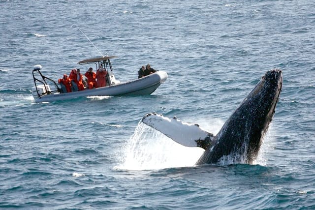 3 Hours Guided Whale and Dolphin Watching Experience in San Diego - Photo 1 of 9